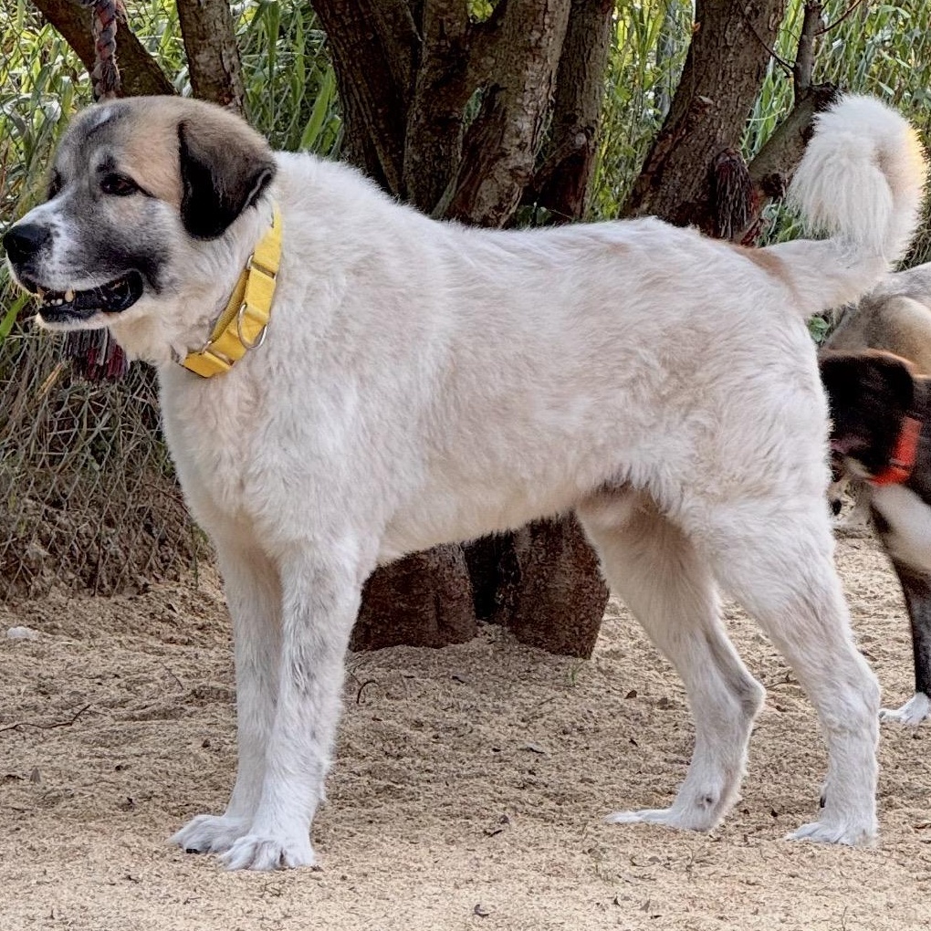 Enlarge CALVIN- HOUSTON TX, a Adopted Great Pyrenees in Alvin, TX image 2/6