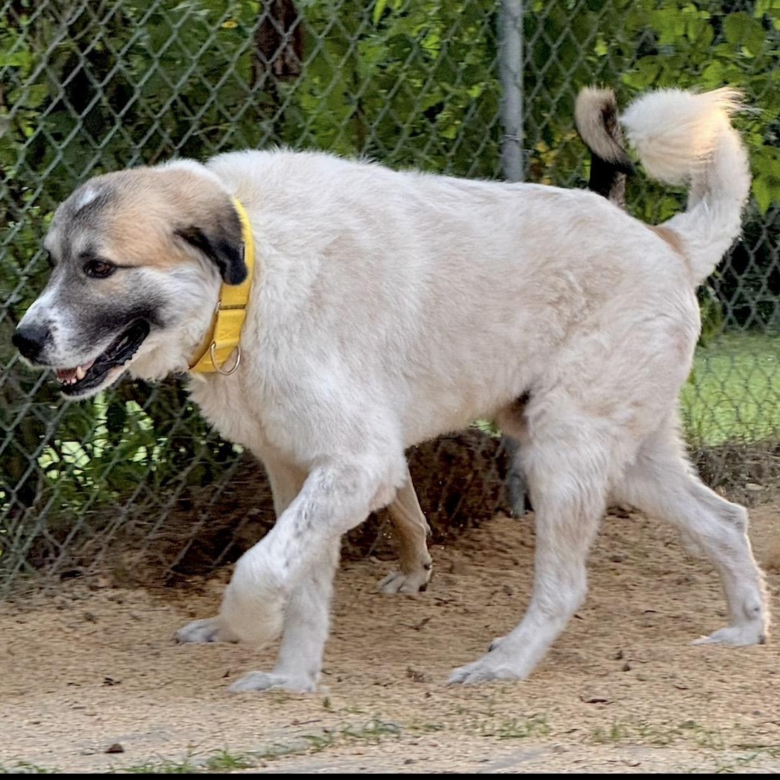 Enlarge CALVIN- HOUSTON TX, a Adopted Great Pyrenees in Alvin, TX image 3/6