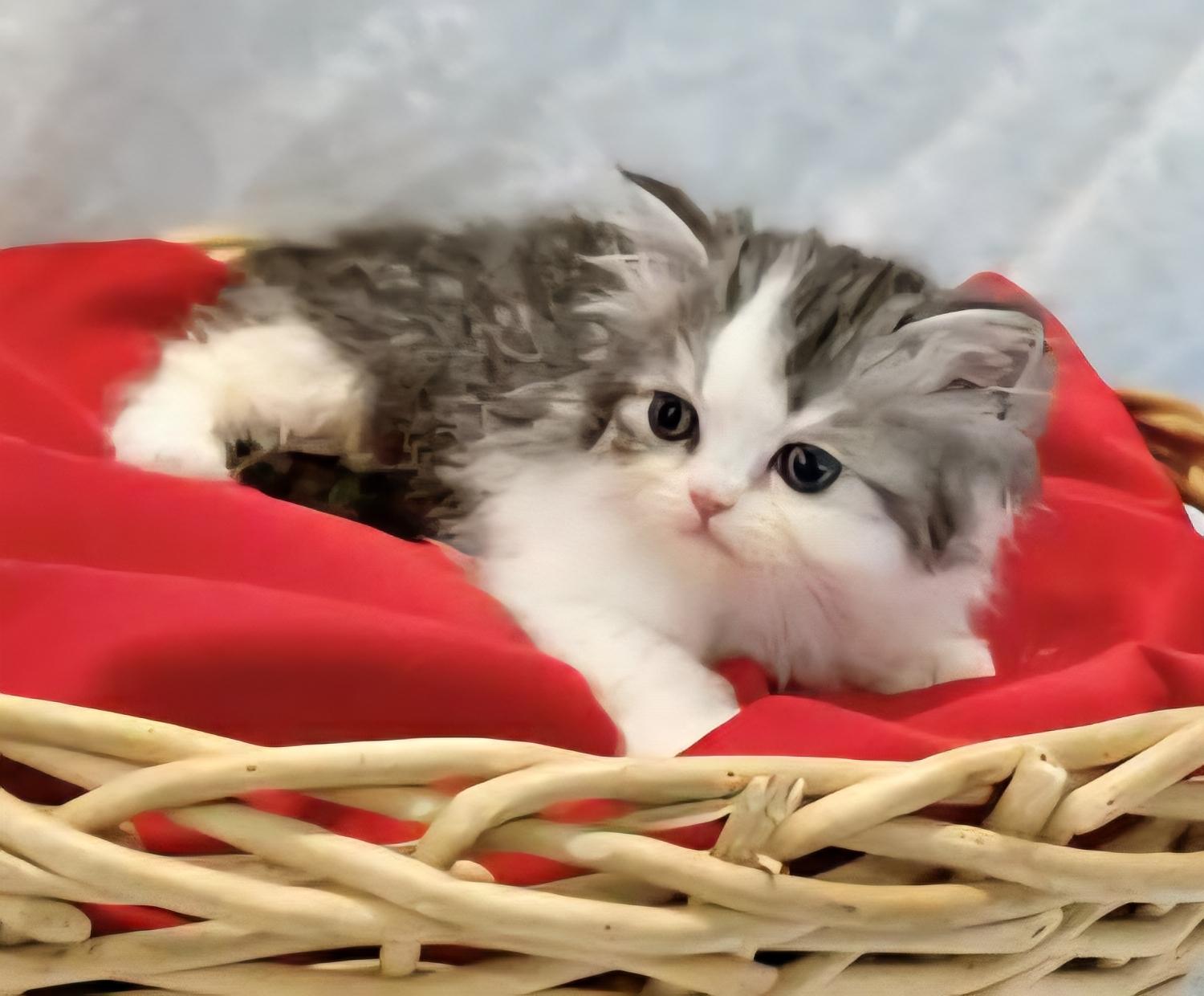 Enlarge DOLL FACE PERSIAN TOO, an adopted mixed breed in Cincinnati, OH image 1/1