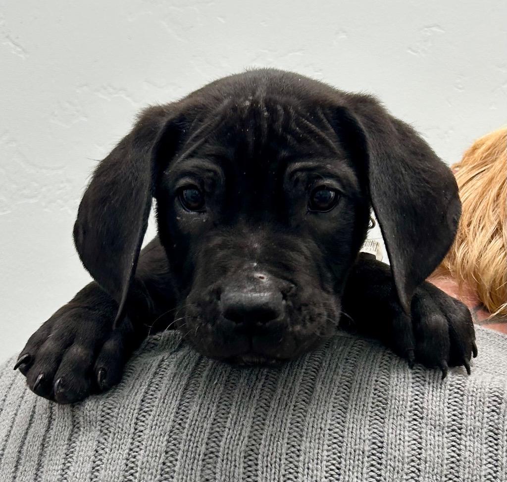 Earl, Adoptable, Puppy Male Labrador Retriever.