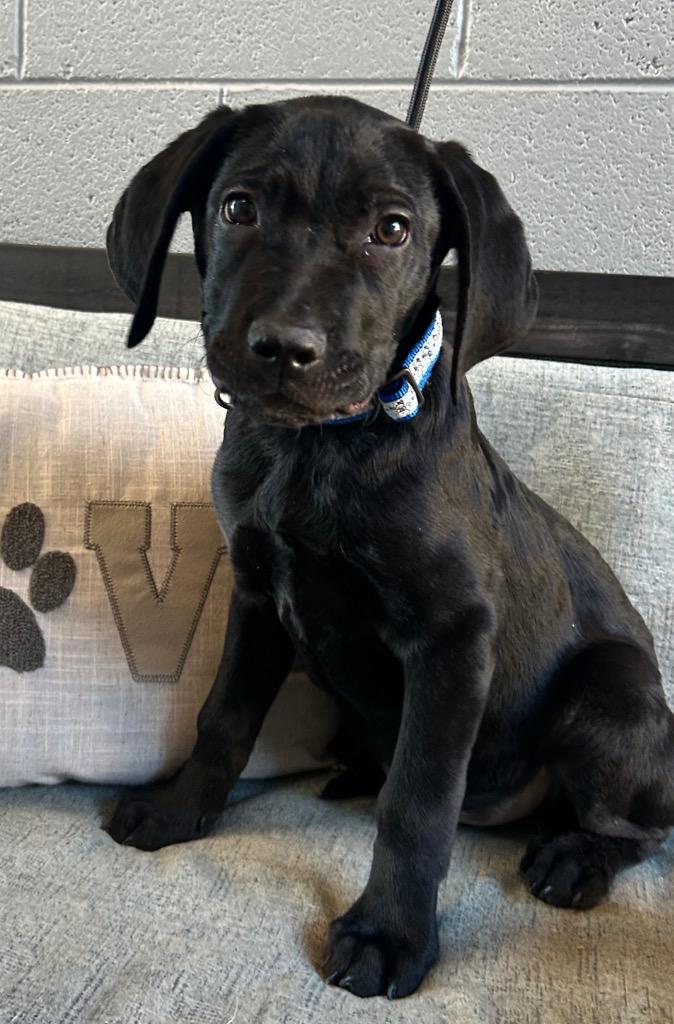 Earl, a Adoptable mixed breed in Cottonwood, AZ image 1/2