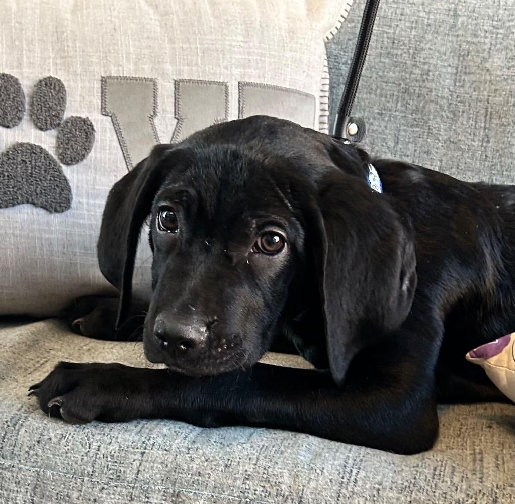 Earl, a Adoptable mixed breed in Cottonwood, AZ image 2/2