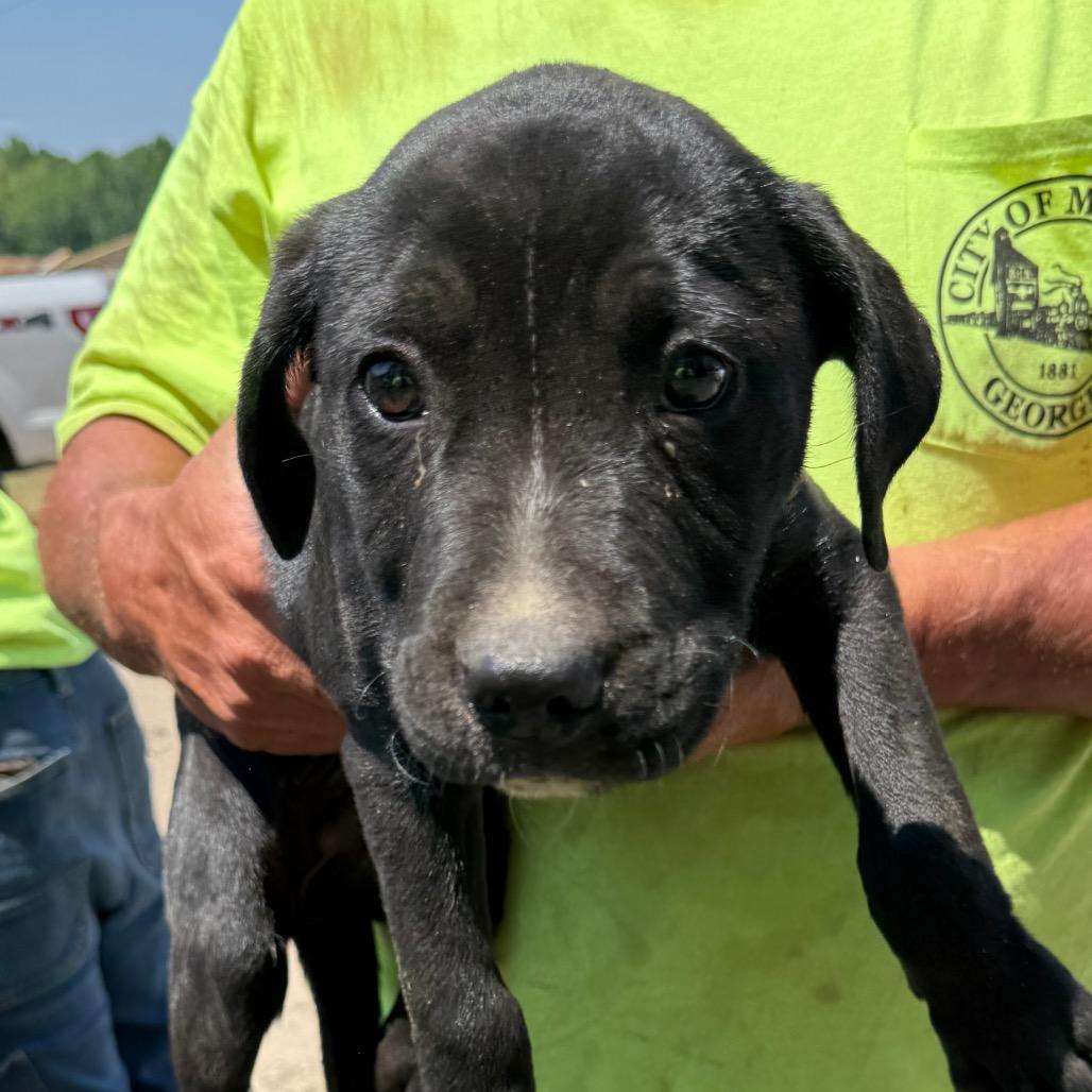 MCO-Stray-5858_2, Adoptable, Puppy Female Mixed Breed.
