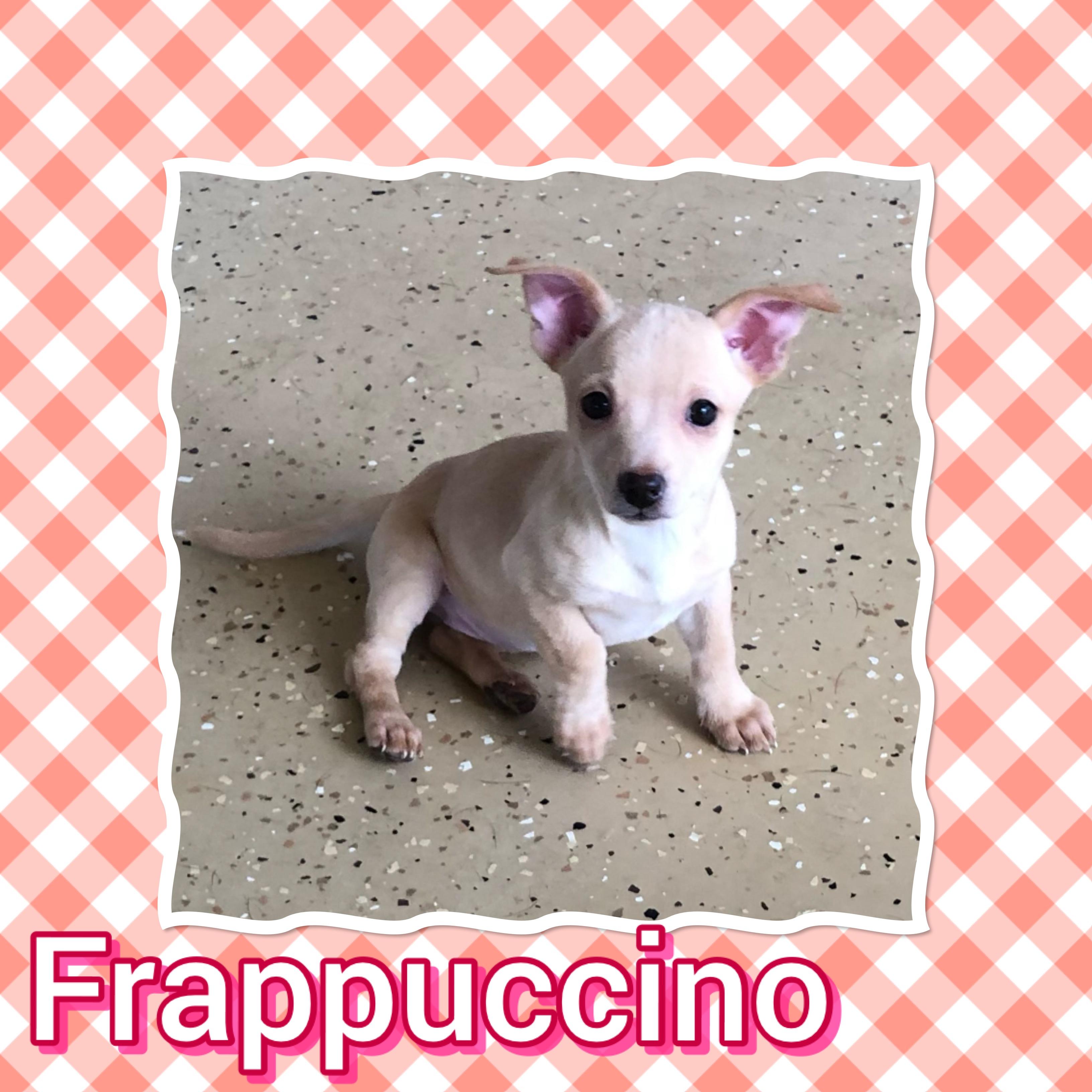 Frappuccino, Adopted, Puppy Female Chihuahua.