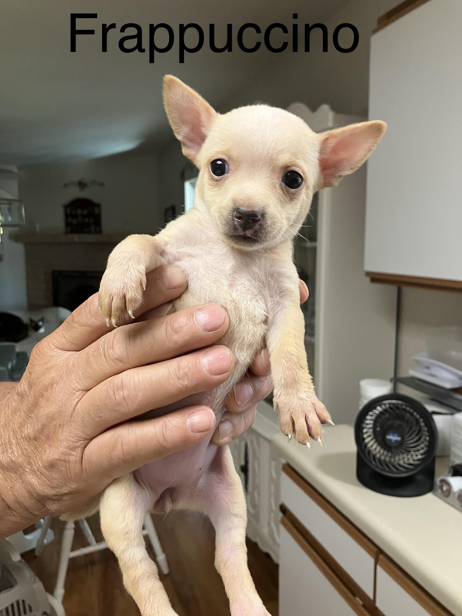 Enlarge Frappuccino, a Adopted Chihuahua in Tucson, AZ image 2/2