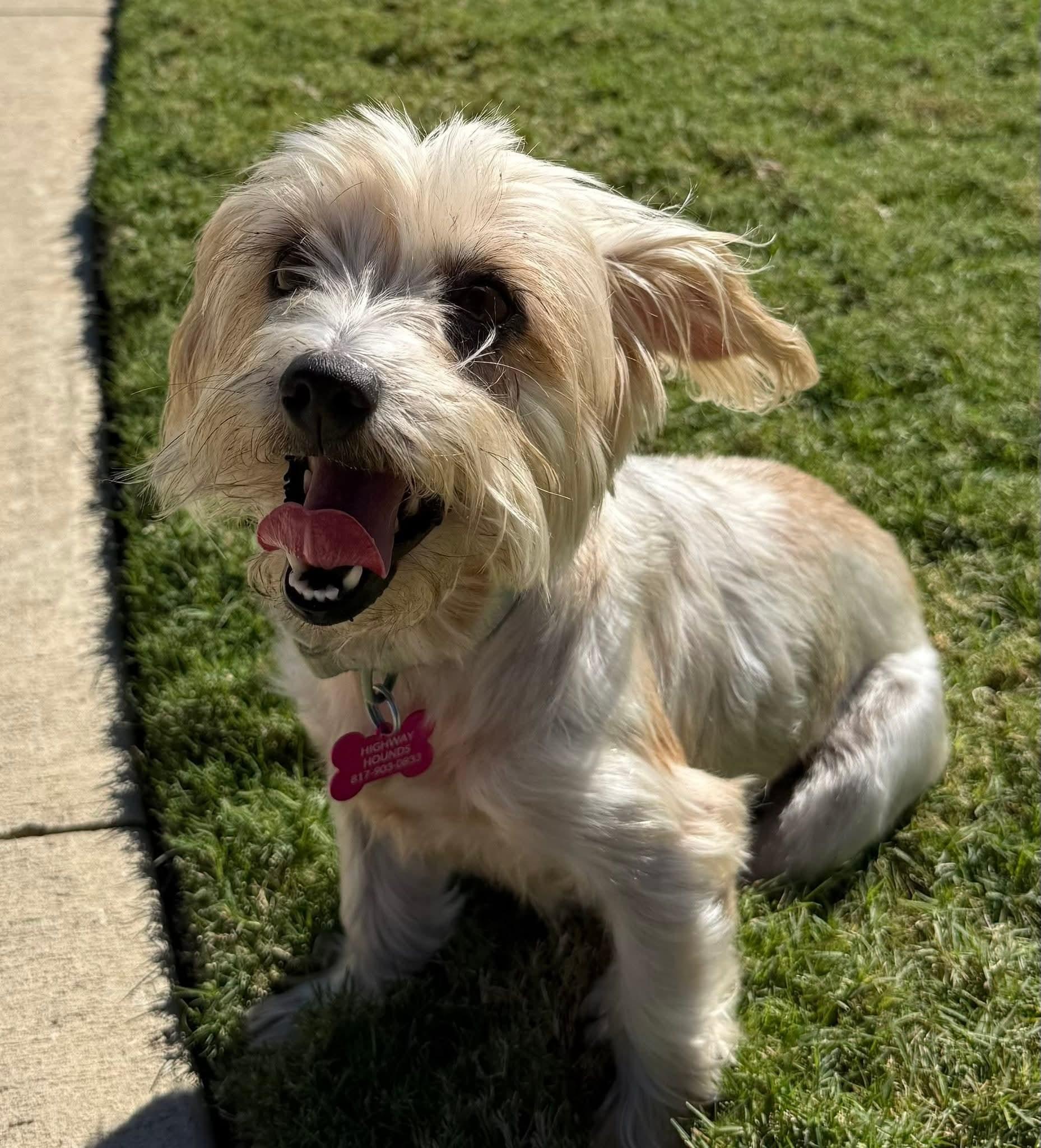 BELLA, Adoptable, Adult Female Yorkshire Terrier & Maltese.