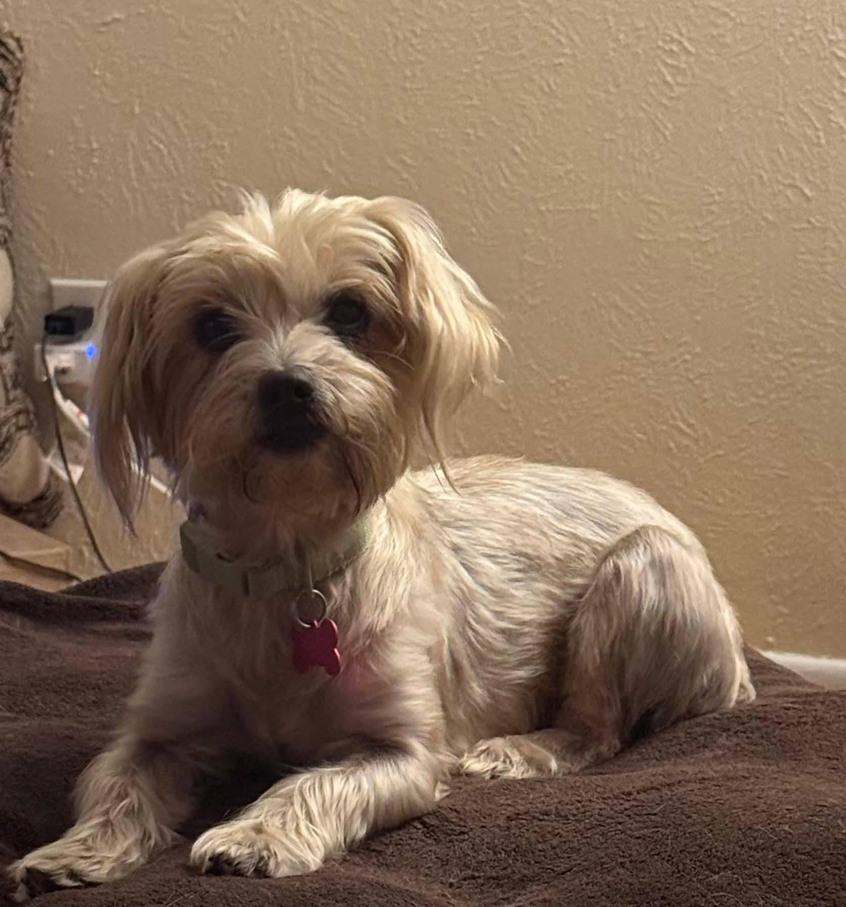 BELLA, a Adoptable mixed breed in fort worth, TX image 2/3