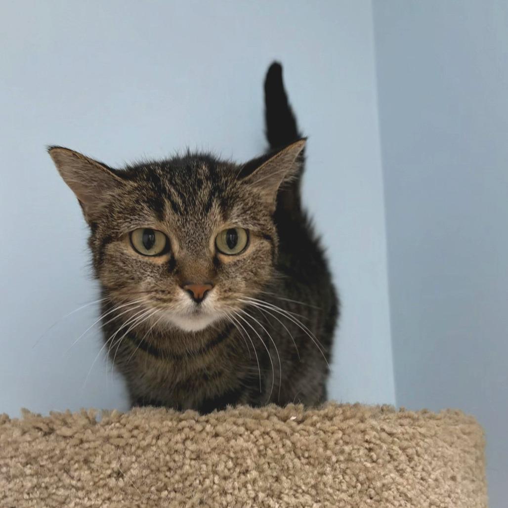 Honey Bunches, Adoptable, Senior Female Domestic Short Hair.