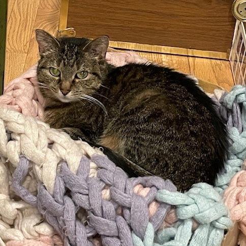 Enlarge Honey Bunches, a Adoptable Domestic Short Hair in Deerfield, IL image 1/5
