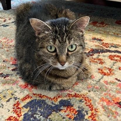 Enlarge Honey Bunches, a Adoptable Domestic Short Hair in Deerfield, IL image 2/5