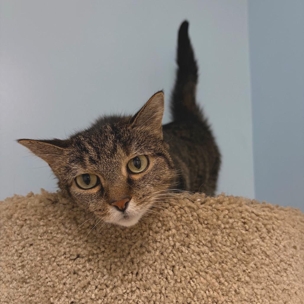 Enlarge Honey Bunches, a Adoptable Domestic Short Hair in Deerfield, IL image 2/5