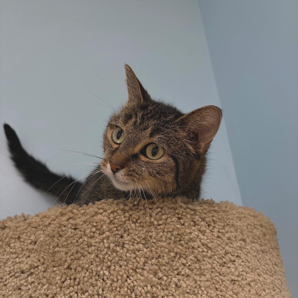 Enlarge Honey Bunches, a Adoptable Domestic Short Hair in Deerfield, IL image 3/5
