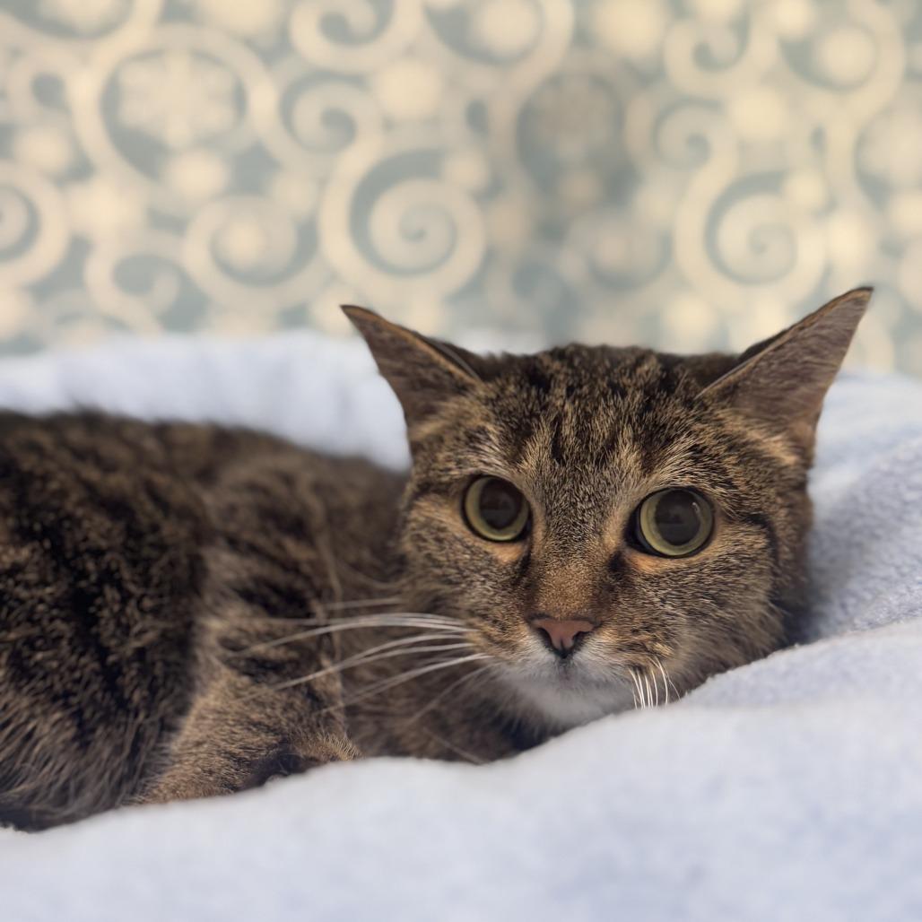 Enlarge Honey Bunches, a Adoptable Domestic Short Hair in Deerfield, IL image 1/1