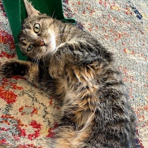 Enlarge Honey Bunches, a Adoptable Domestic Short Hair in Deerfield, IL image 4/5