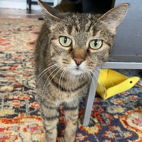 Enlarge Honey Bunches, a Adoptable Domestic Short Hair in Deerfield, IL image 5/5