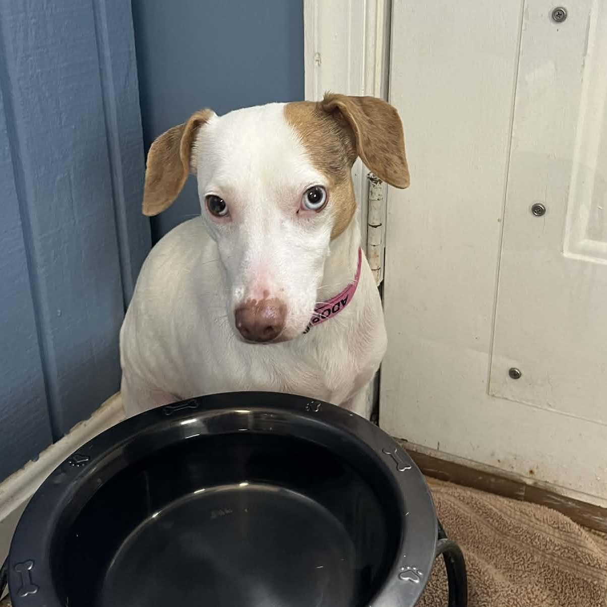 Enlarge Kayla, a Adoptable Jack Russell Terrier in Sunderland, MD image 1/1