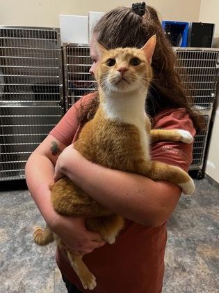 Papaya, ADOPTABLE, Adult Male Domestic Short Hair.