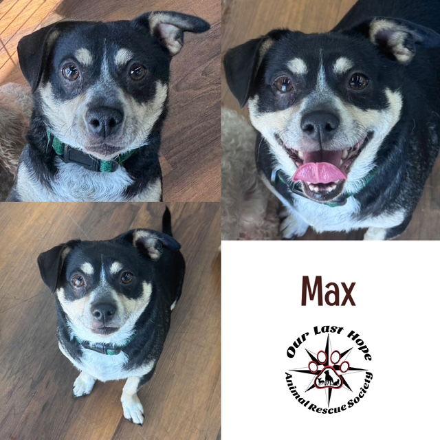 Enlarge Max, a Adopted mixed breed in Princeton, BC image 1/1