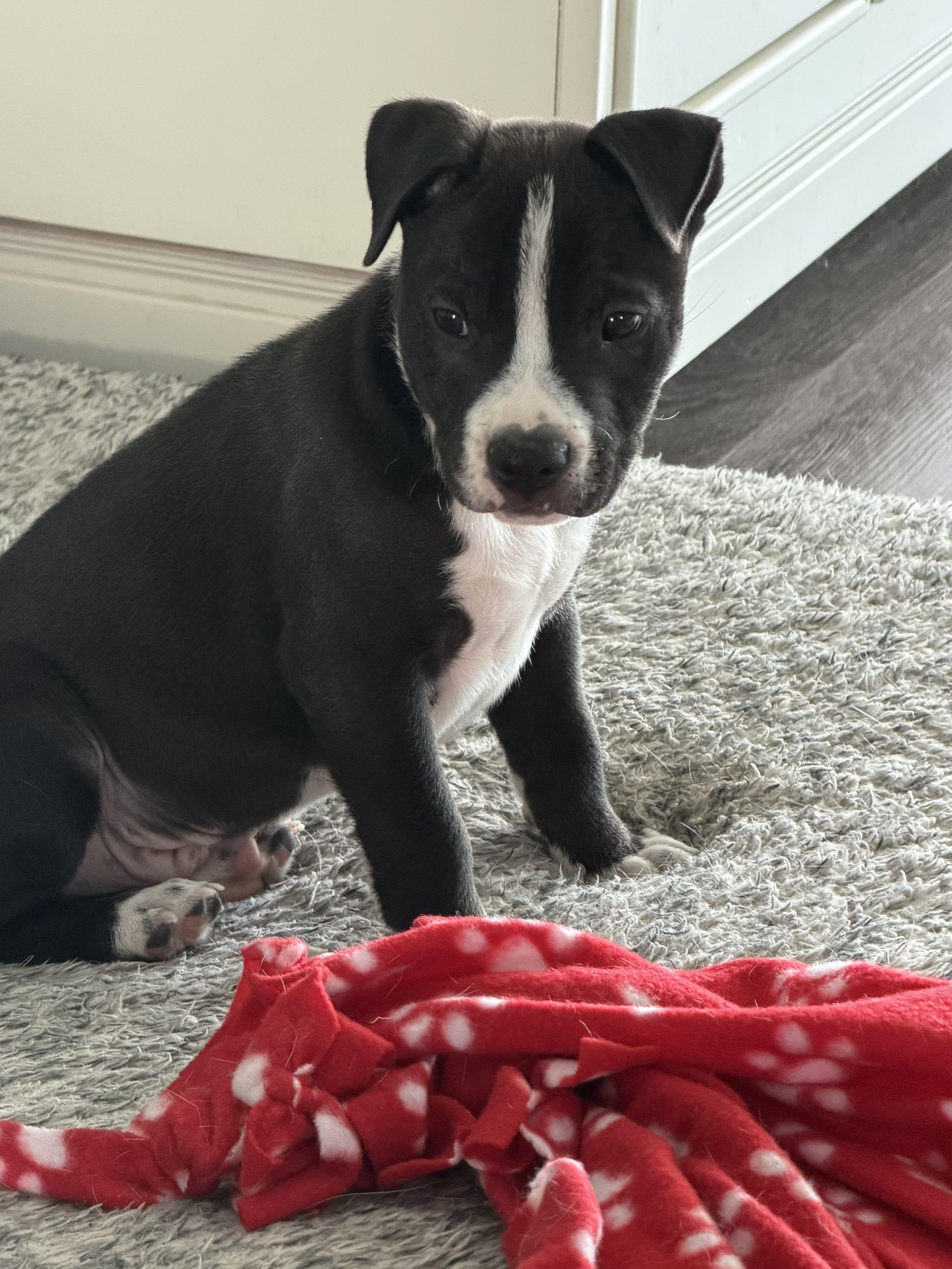 Enlarge Tank, a ADOPTABLE Mixed Breed in Calabash, NC image 5/5