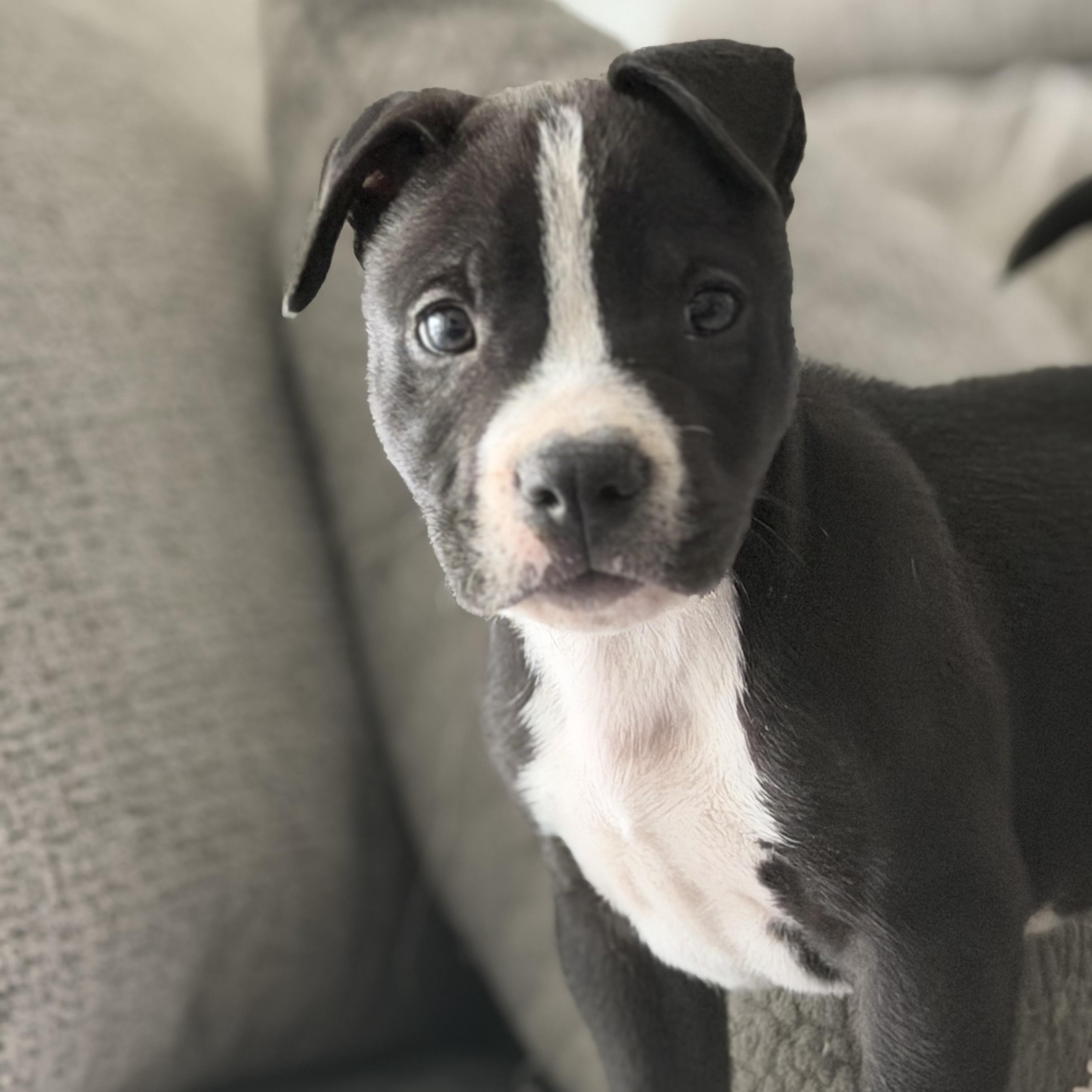 Tank, ADOPTABLE, Puppy Male Mixed Breed.