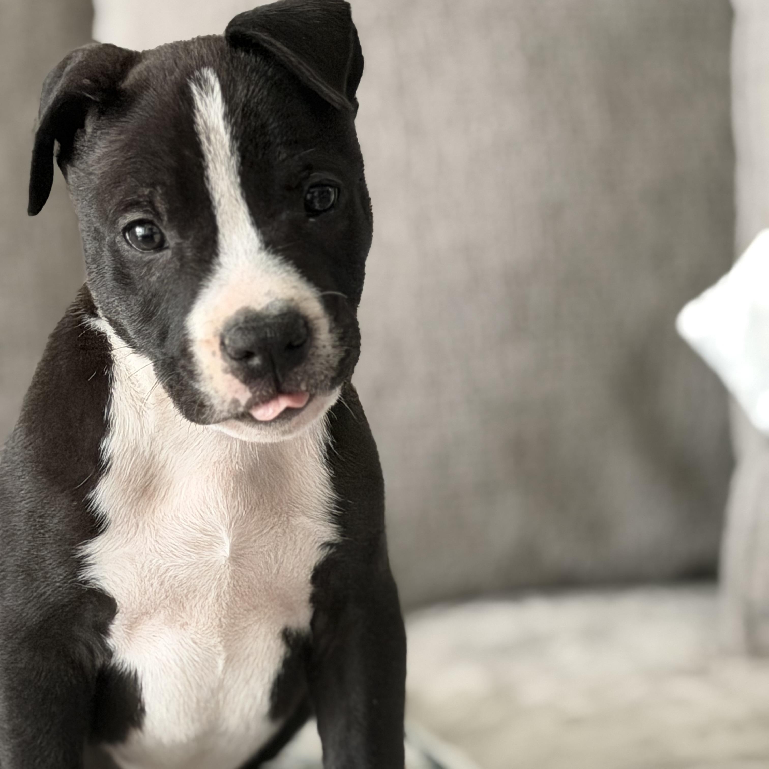 Enlarge Tank, a ADOPTABLE Mixed Breed in Calabash, NC image 2/5