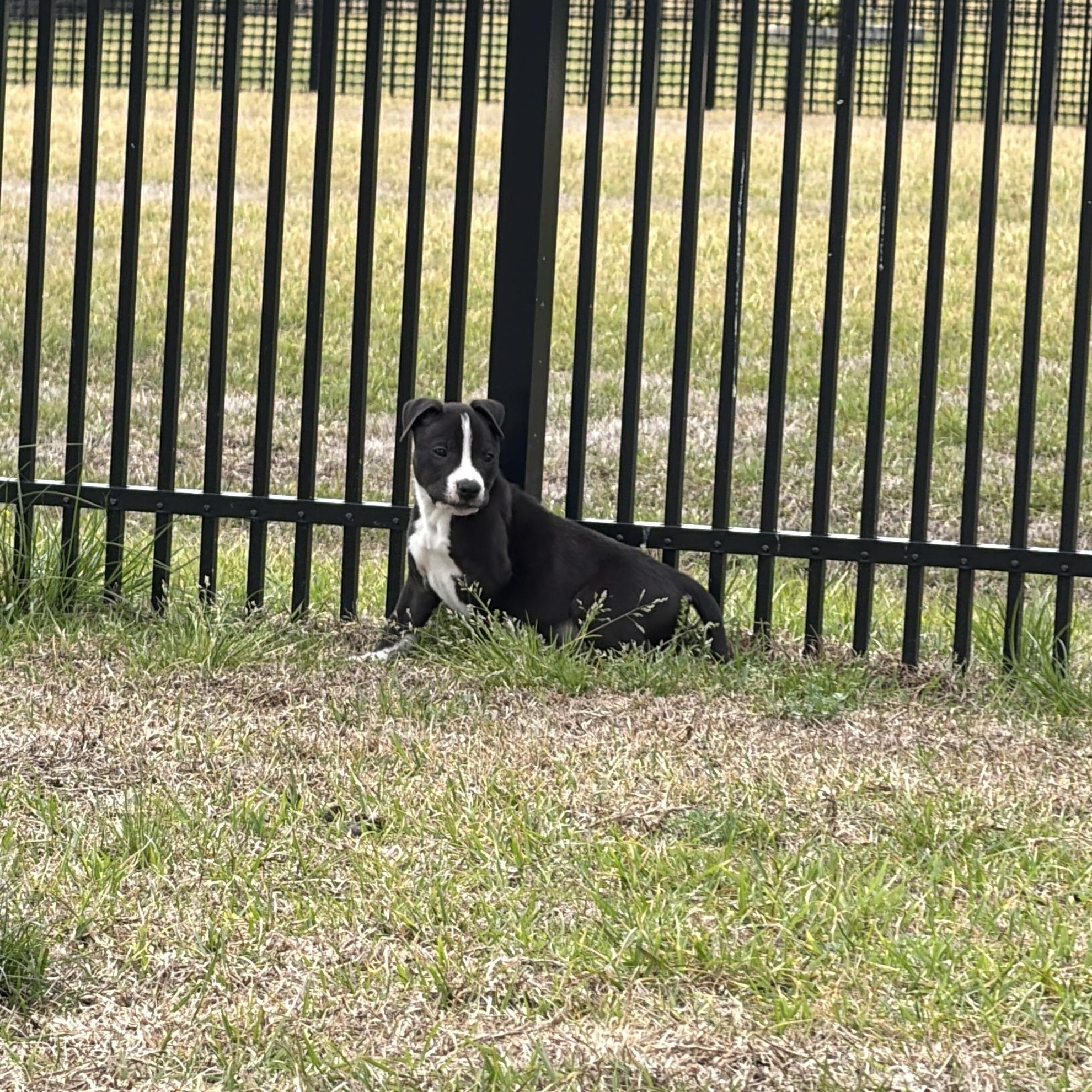 Enlarge Tank, a ADOPTABLE Mixed Breed in Calabash, NC image 3/5