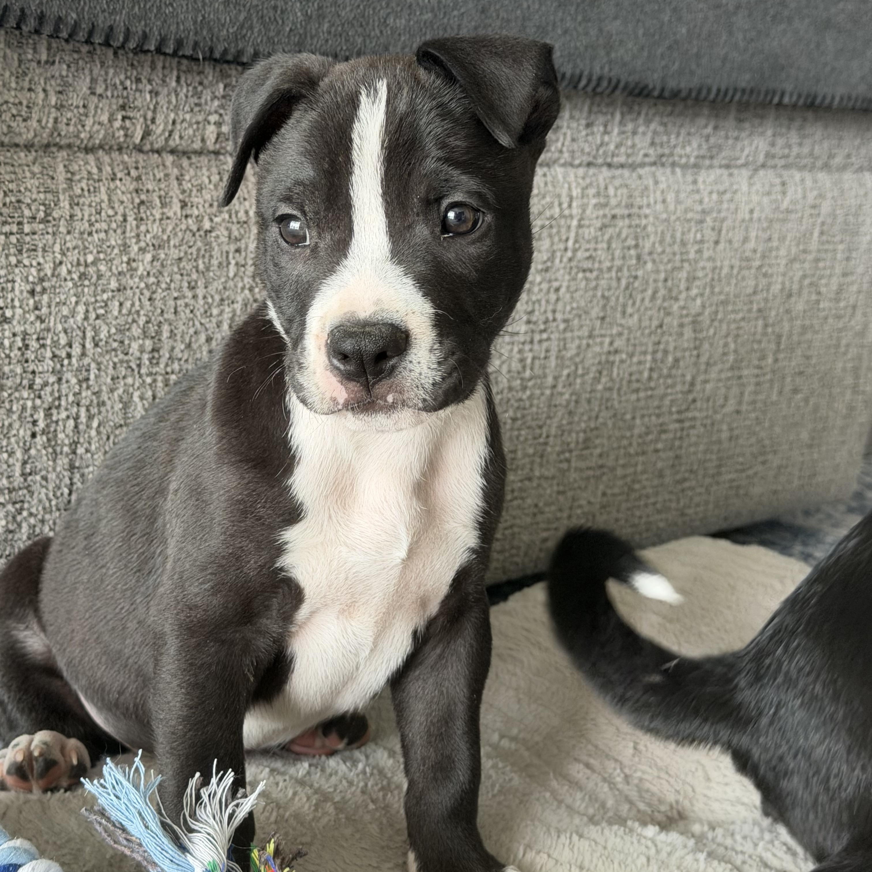 Enlarge Tank, a ADOPTABLE Mixed Breed in Calabash, NC image 4/5