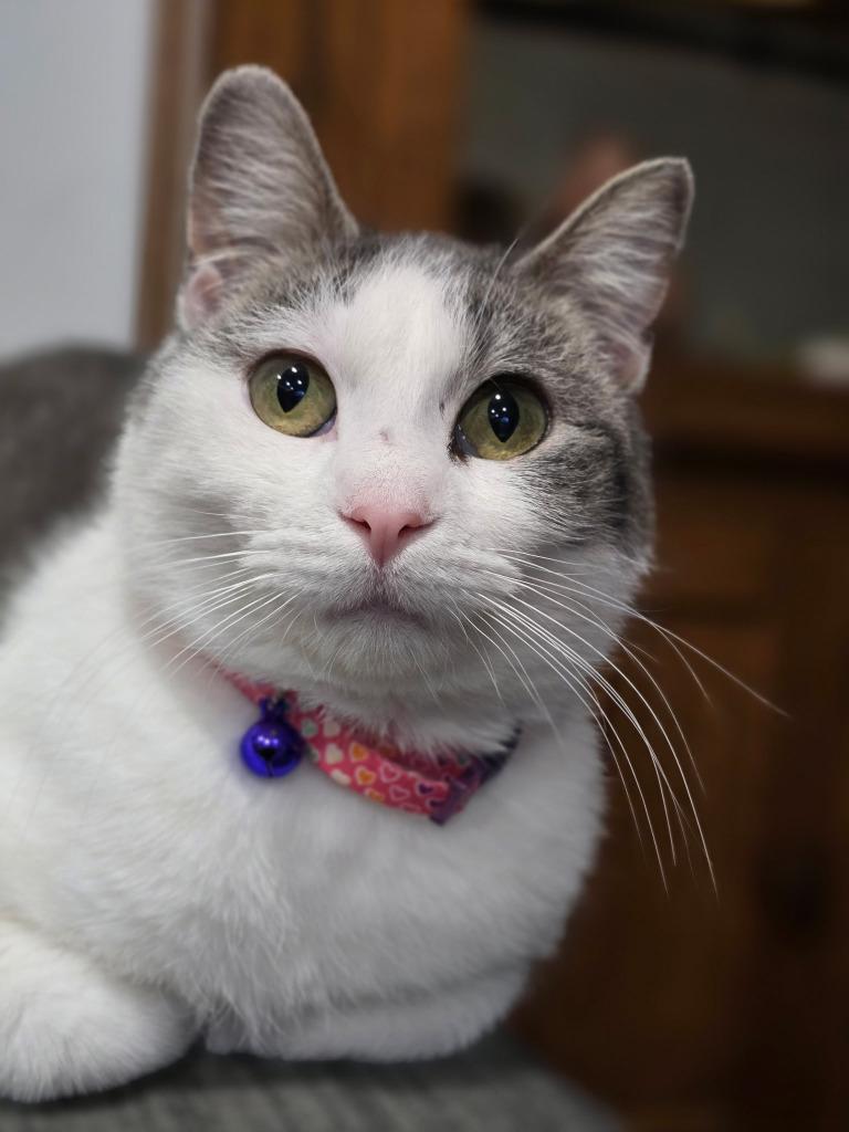 Enlarge Miss Blitzen, a Adoptable mixed breed in St. Cloud, MN image 2/3