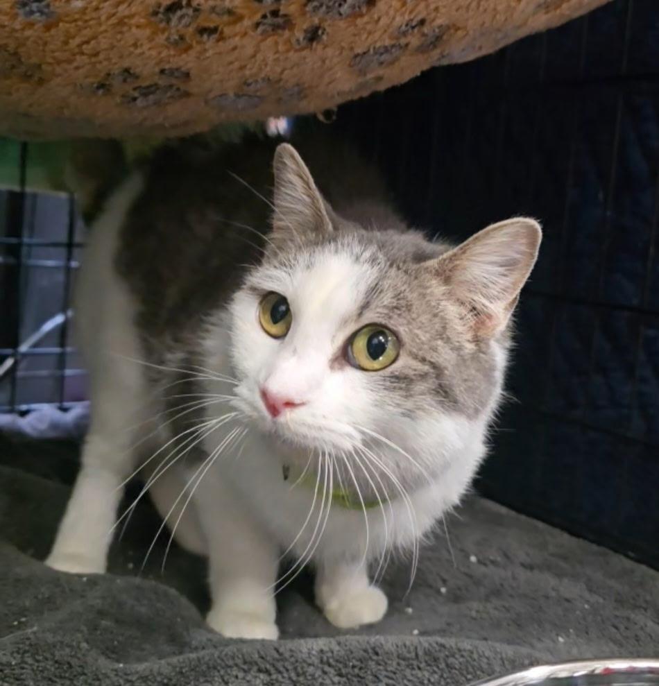 Miss Blitzen, Adoptable, Kitten Female Domestic Short Hair.