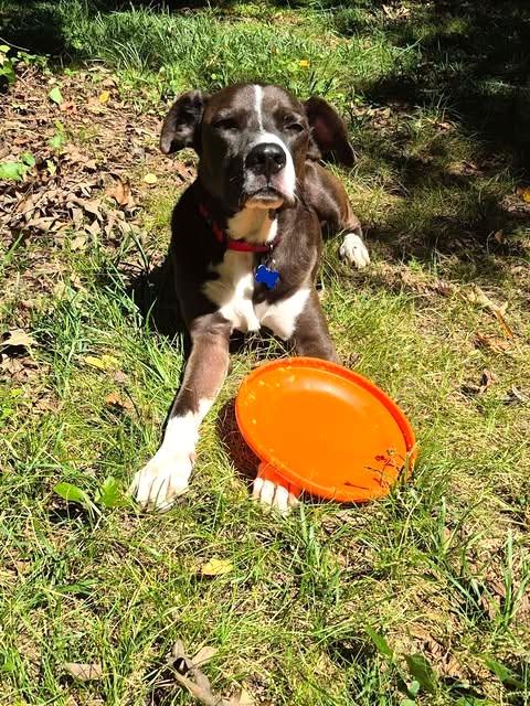 Enlarge Cody, a Adoptable mixed breed in Charlotte, NC image 4/4