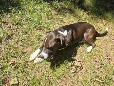 Enlarge Cody, a Adoptable mixed breed in Charlotte, NC image 3/4