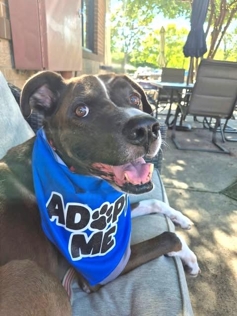 Enlarge Cody, a Adoptable mixed breed in Charlotte, NC image 2/4
