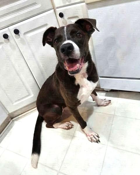 Enlarge Cody, a Adoptable mixed breed in Charlotte, NC image 1/4