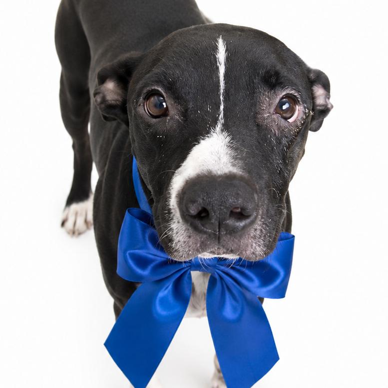 Enlarge Bob Seager, a Adoptable Mixed Breed in Columbiana, AL image 1/1