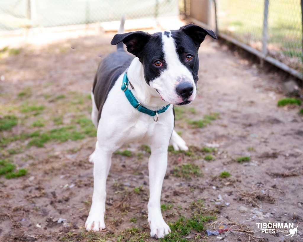 Meet Rowan A sweet boy looking for his new leash on life Rowan is a 3 yo hound terrier mix