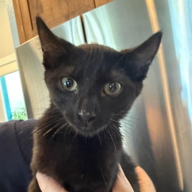 Enlarge PEPPER, a Adoptable Domestic Short Hair in Auburn, CA image 1/1