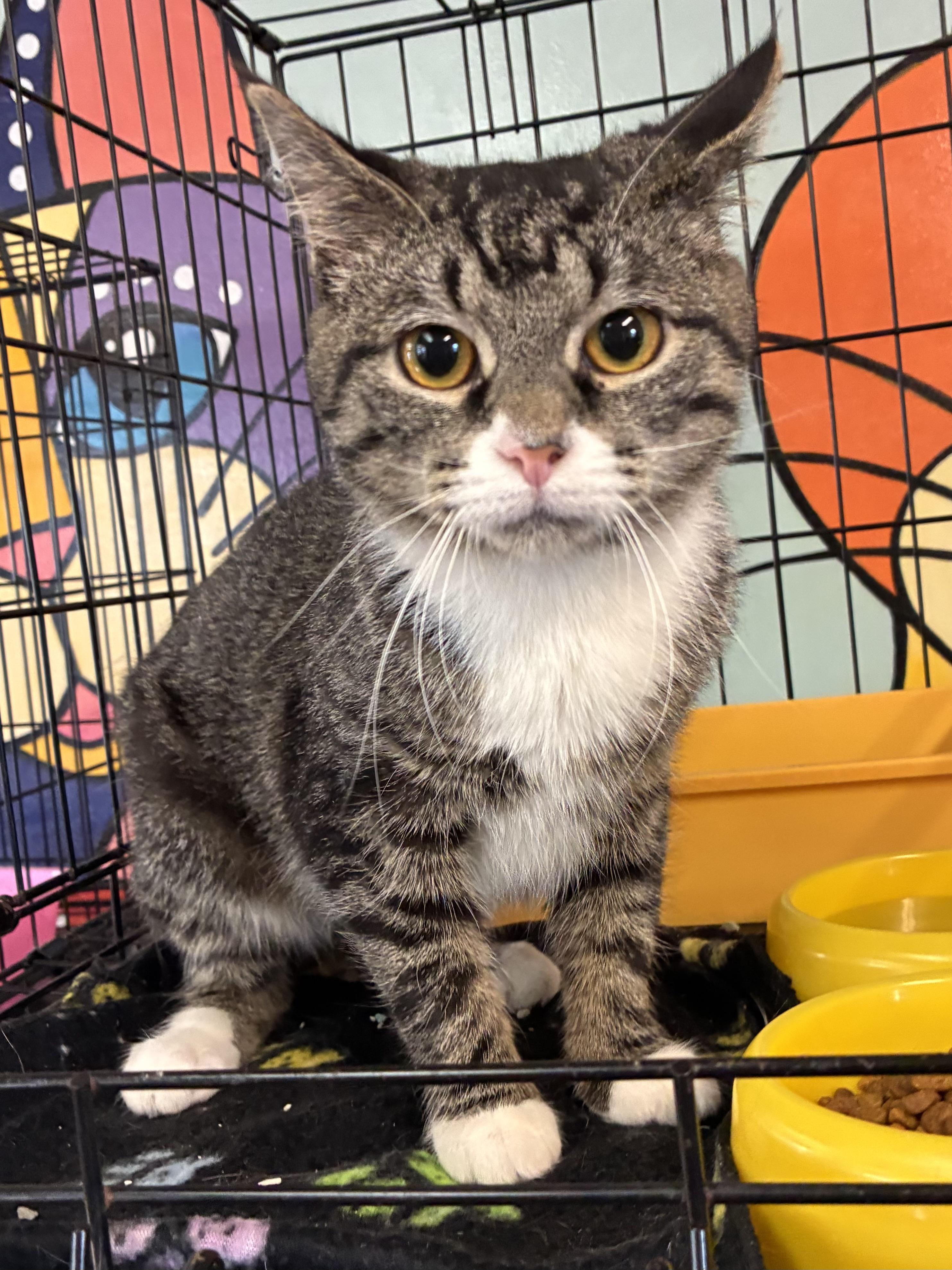 Moira , adopted, Kitten Female Domestic Short Hair.