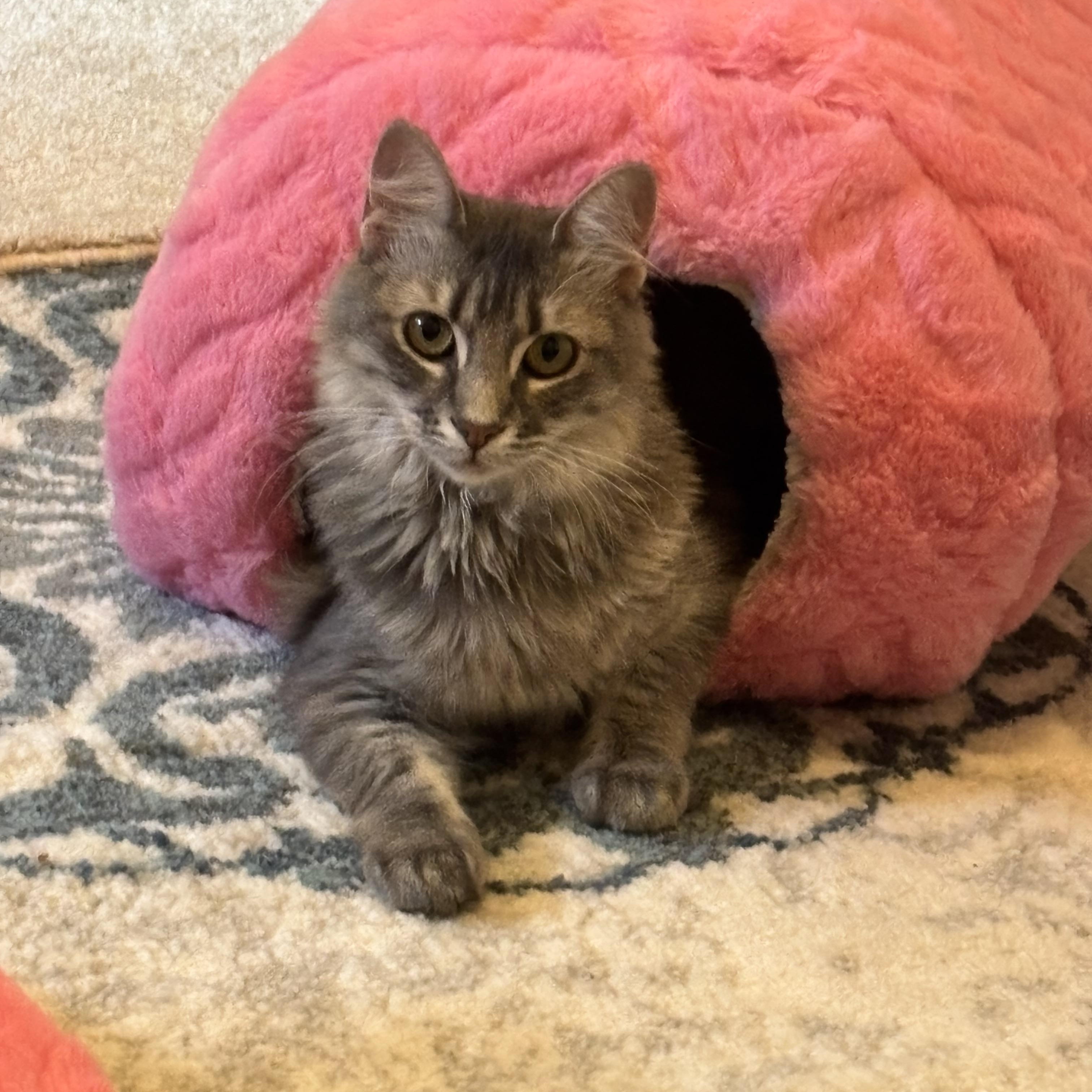 Amora, adopted, Young Female Domestic Long Hair.