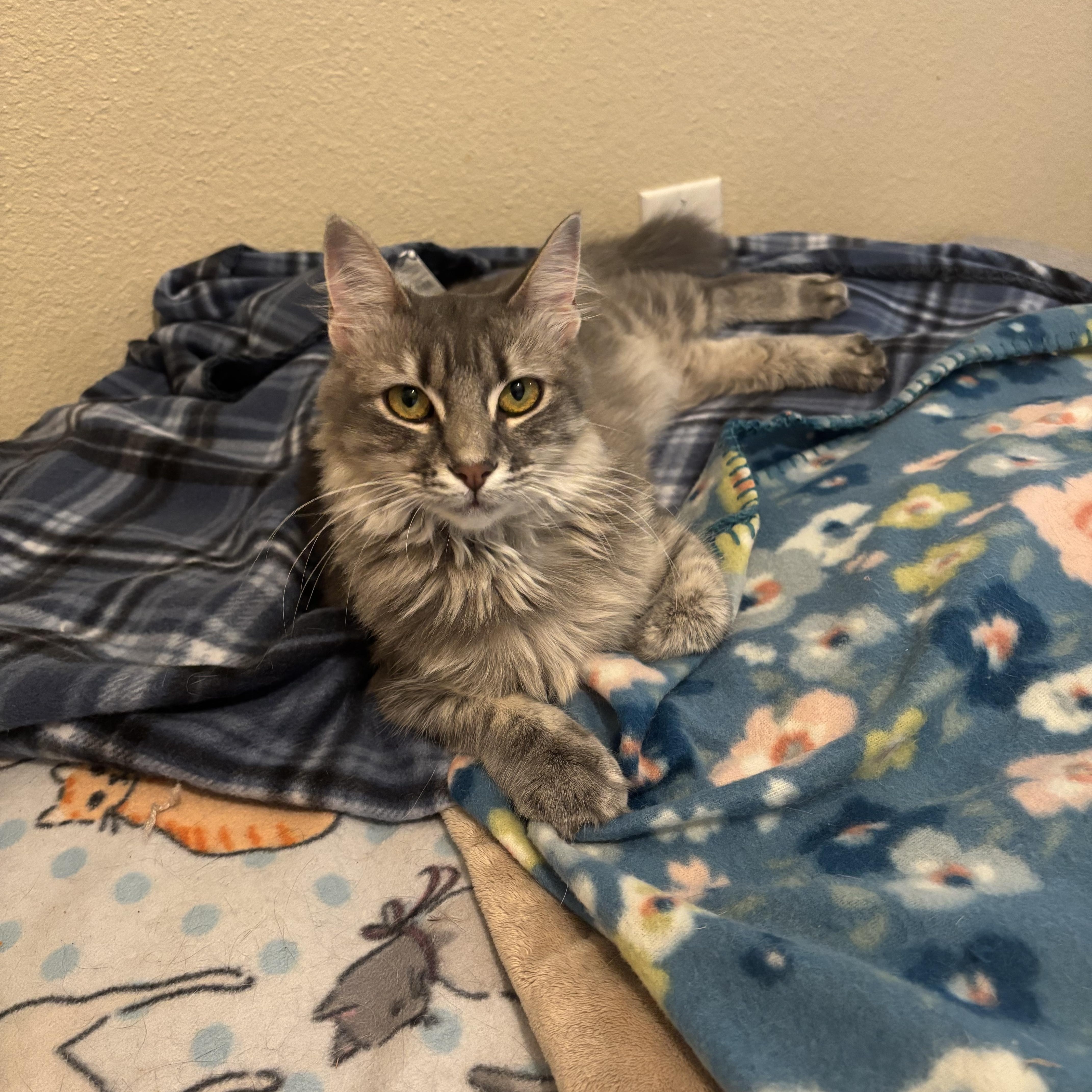 Enlarge Amora, an adopted Domestic Long Hair in Springdale, AR image 3/3