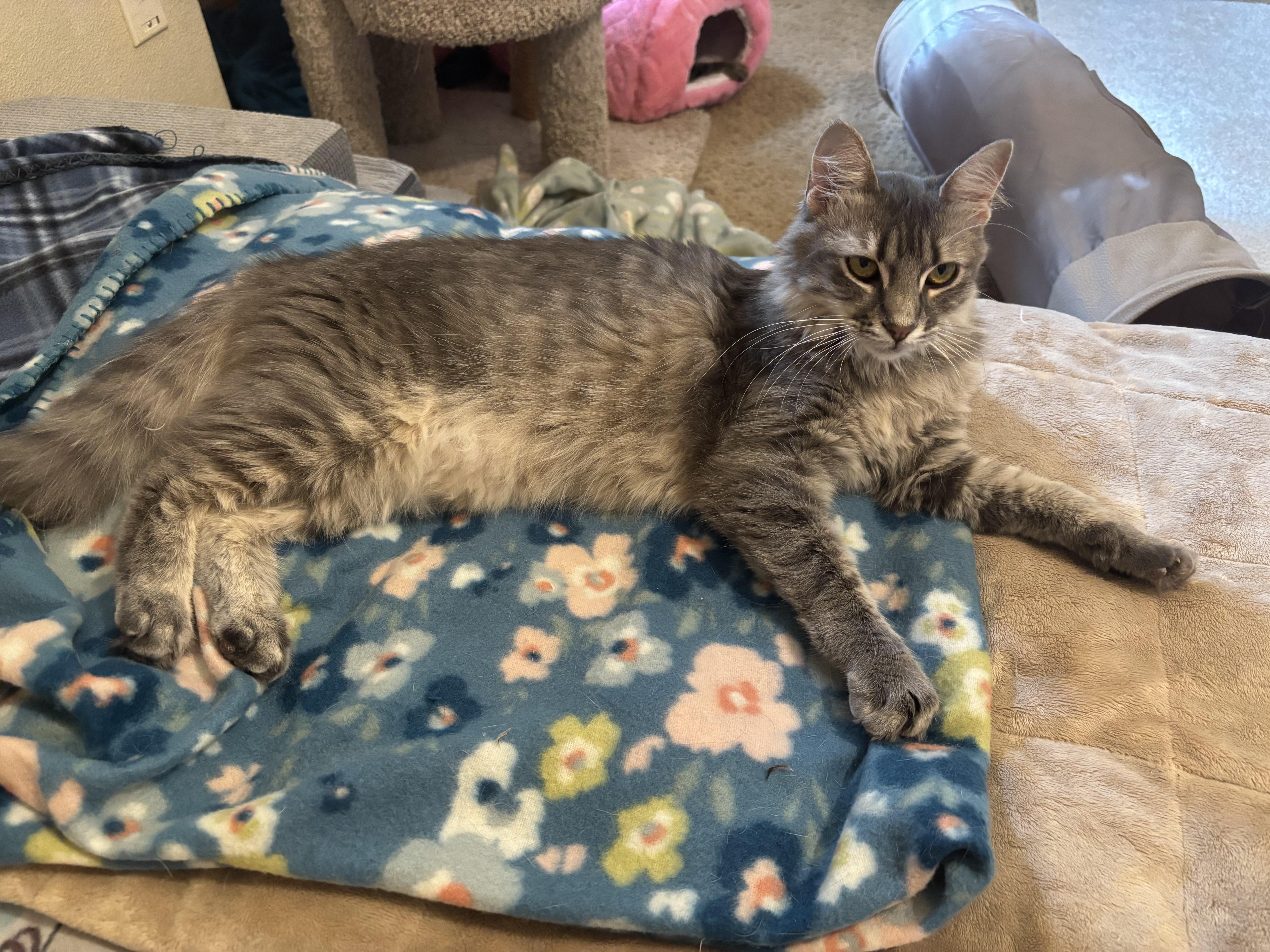 Enlarge Amora, an adopted Domestic Long Hair in Springdale, AR image 2/3