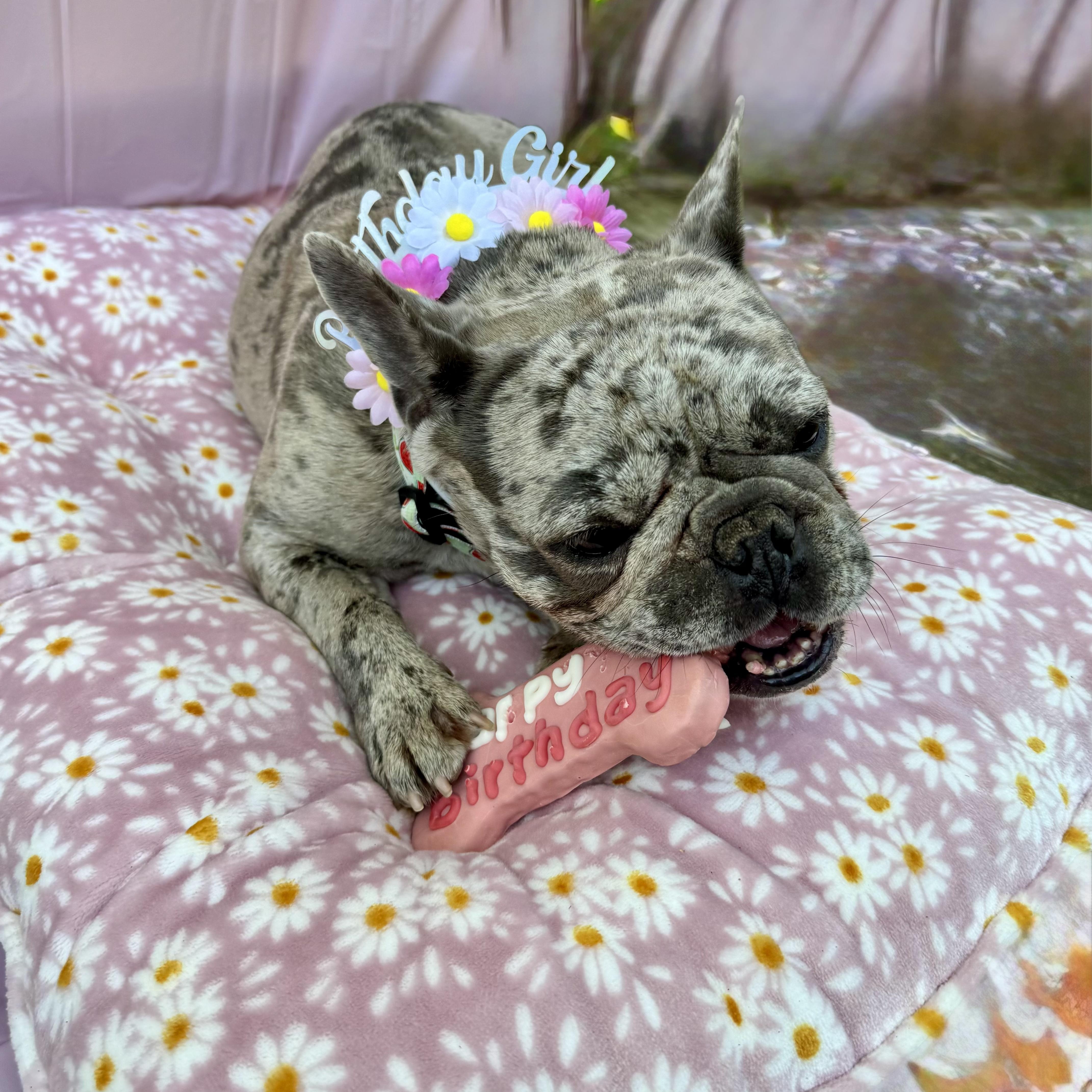 Enlarge Indigo, a ADOPTABLE French Bulldog in Murphysboro, IL image 5/6