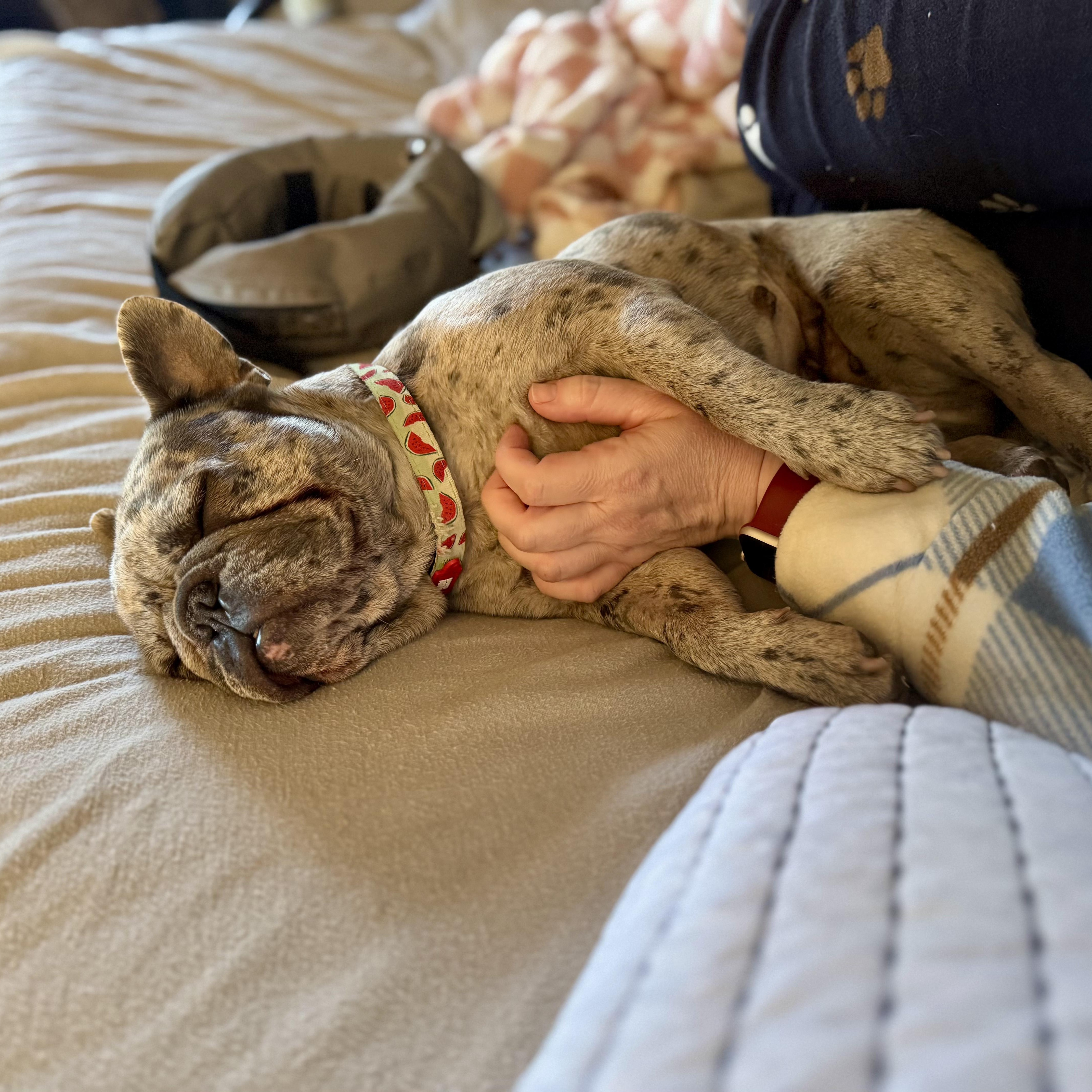 Enlarge Indigo, a ADOPTABLE French Bulldog in Murphysboro, IL image 6/6