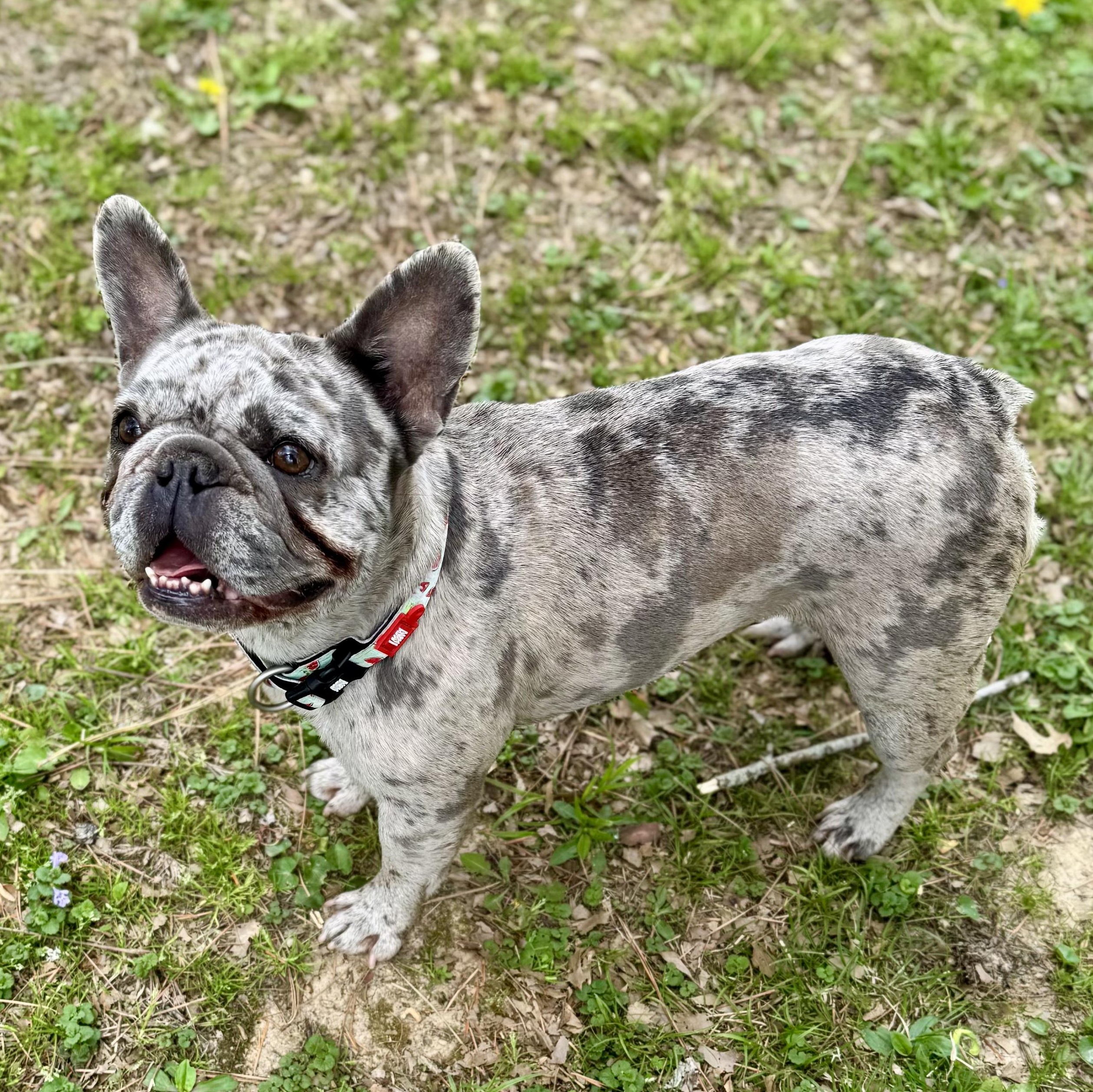 Indigo, ADOPTABLE, Adult Female French Bulldog.