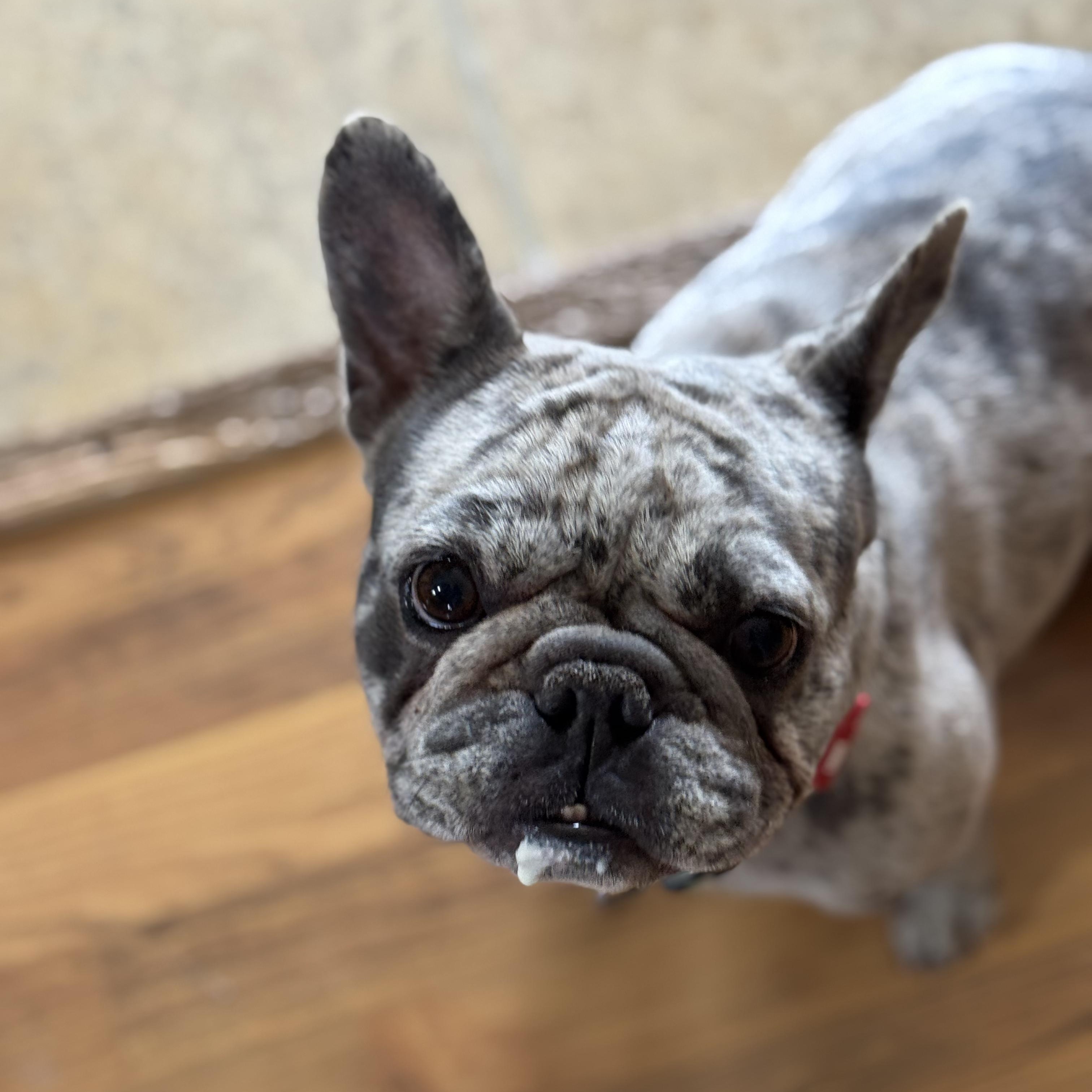 Enlarge Indigo, a ADOPTABLE French Bulldog in Murphysboro, IL image 2/6
