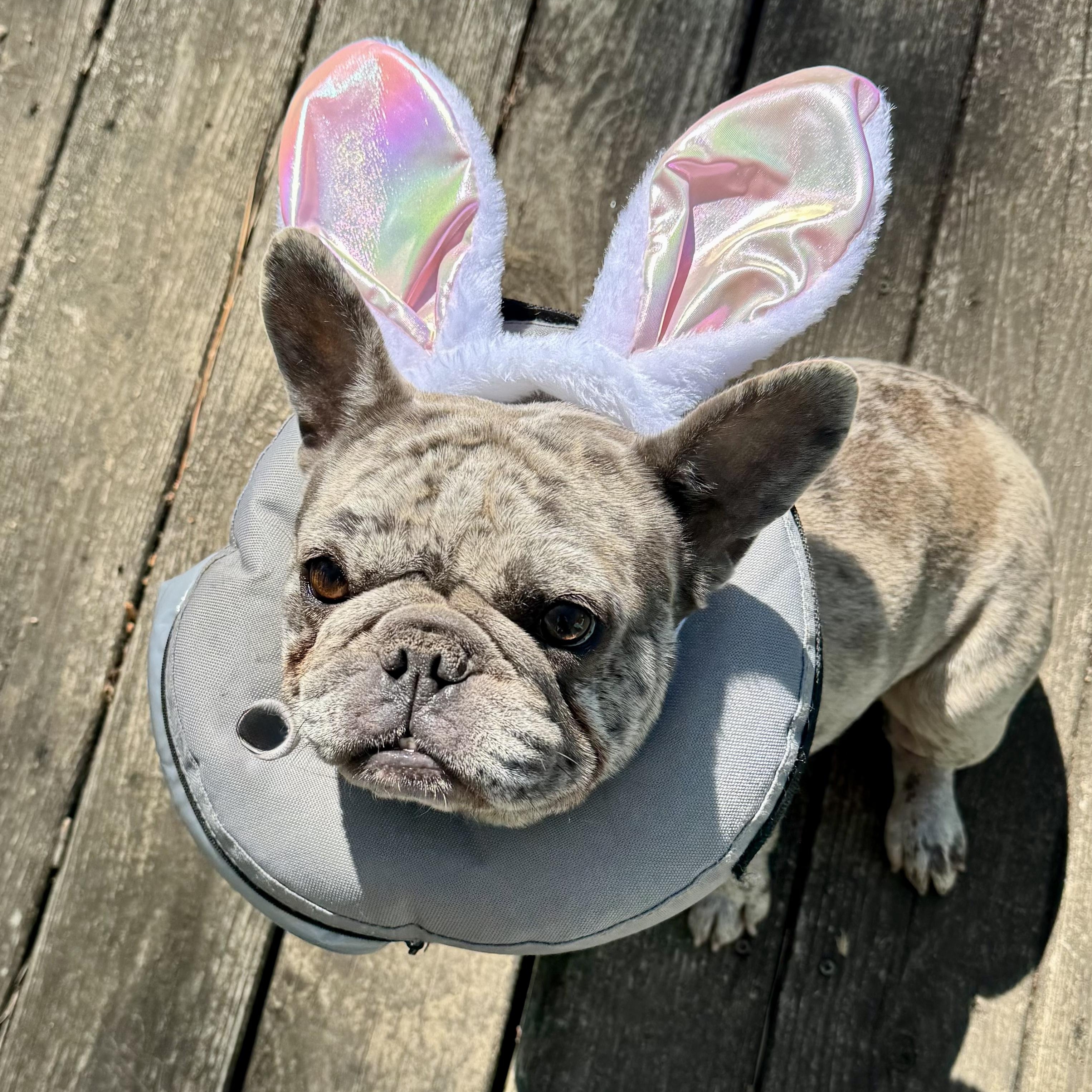 Enlarge Indigo, a ADOPTABLE French Bulldog in Murphysboro, IL image 3/6