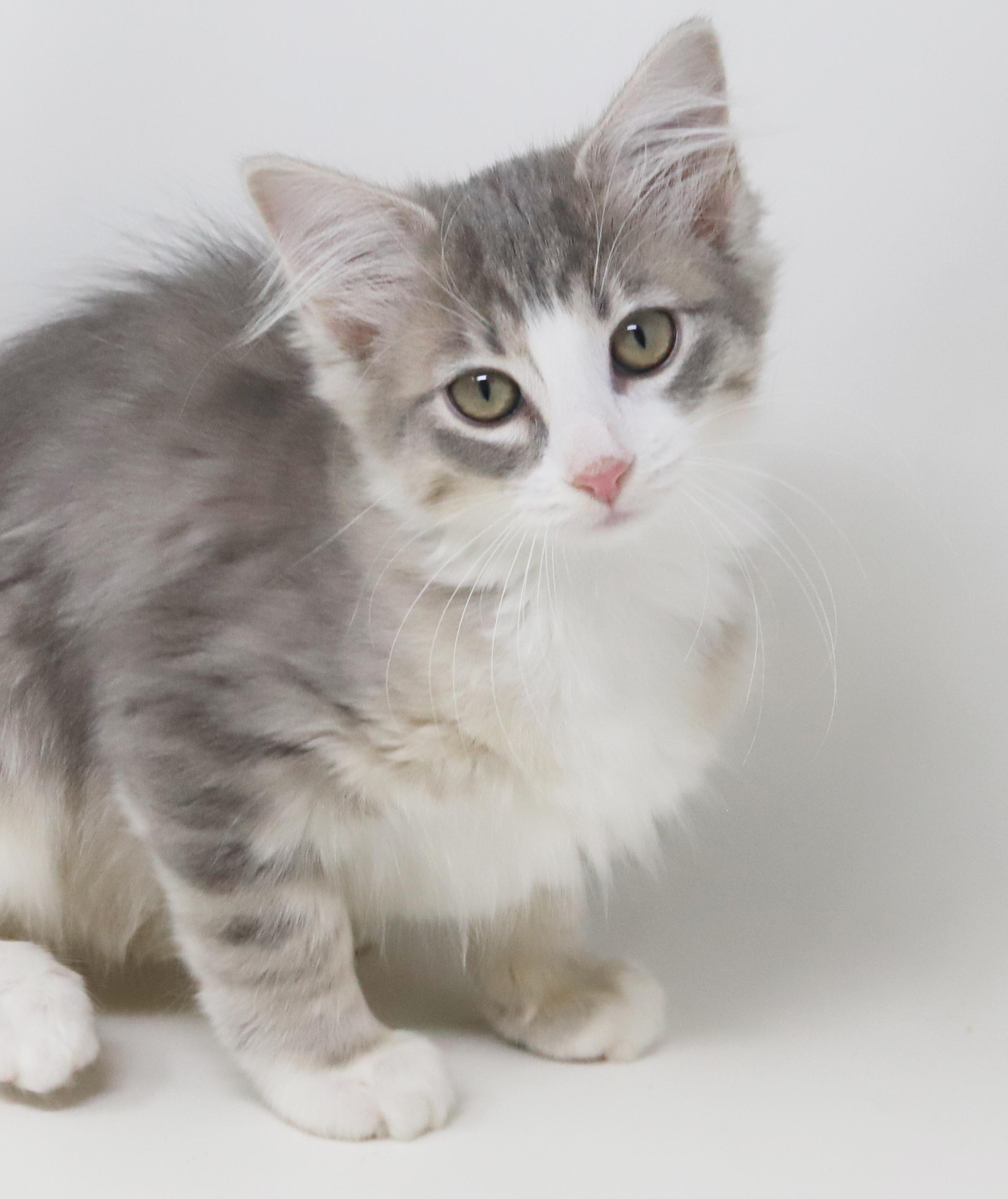 Madison is the baby of your dreams!  Super sweet and poofy!, Baby Female Maine Coon
