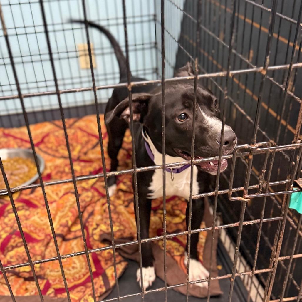 Lilah, a Adoptable Terrier in St. Louis, MO image 2/4