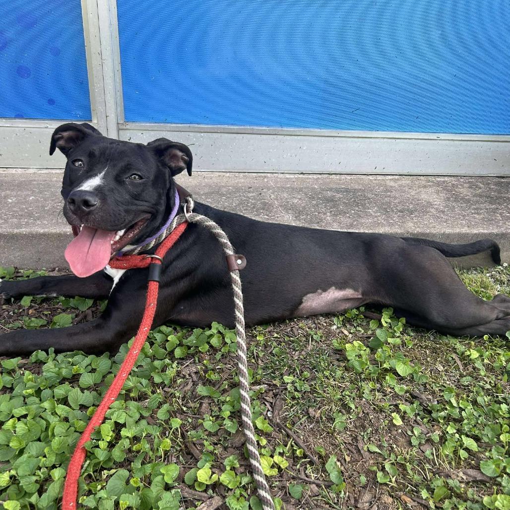 Lilah, a Adoptable Terrier in St. Louis, MO image 3/4