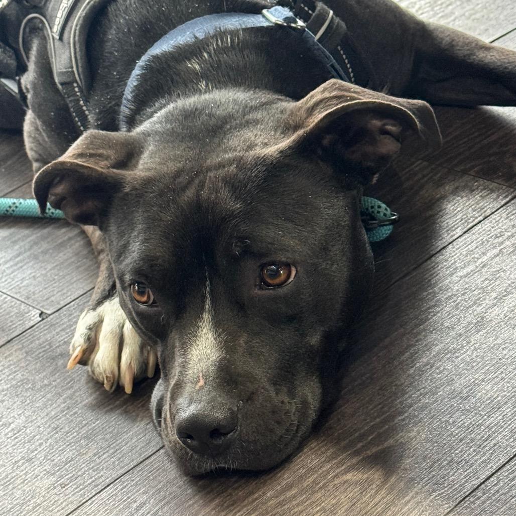 Enlarge Lilah, a Adoptable Terrier in St. Louis, MO image 3/5