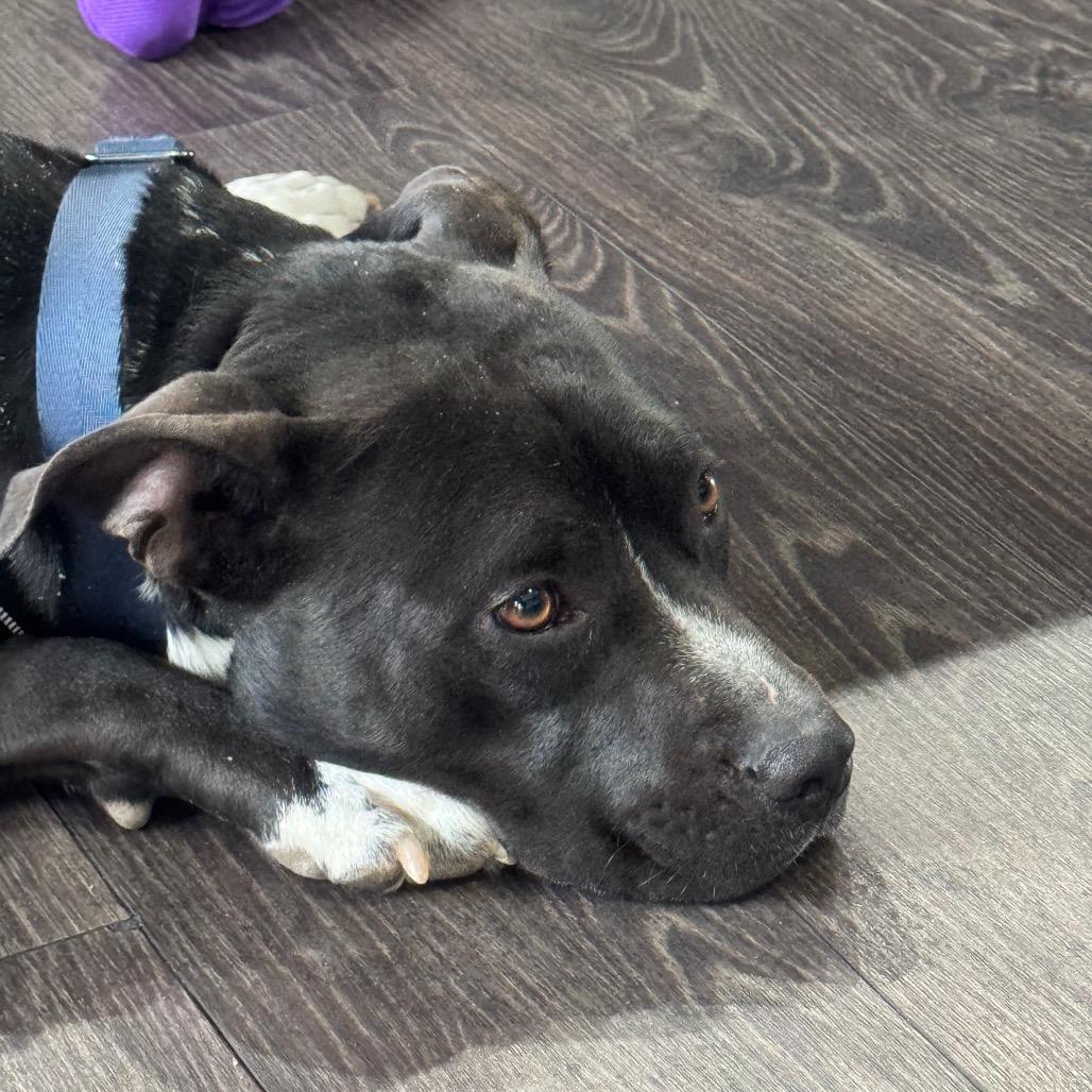 Enlarge Lilah, a Adoptable Terrier in St. Louis, MO image 4/5